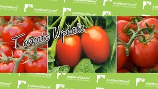 AndNowUKnow - Tomato - The Bloom