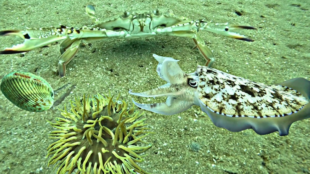 Diving to a depth of 20 meters discovered many valuable seafood