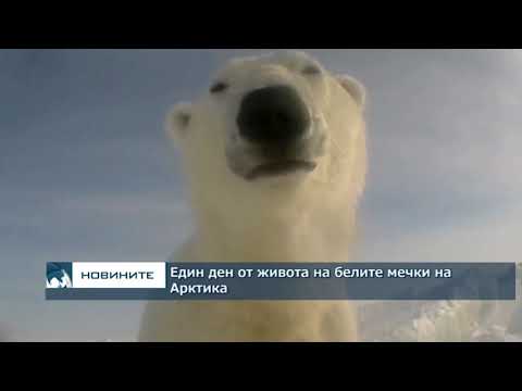 Видео: Полярните мечки обсаждат руските острови