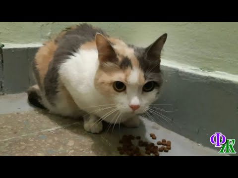 Кошка Юся уже давно жила в подъезде, ей было тоскливо и горько. Она стала никому не нужна…