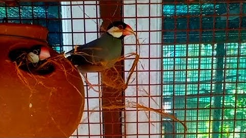 Java Finches Making Nest For Breeding | MY PET PLANT