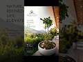 A beautifully crafted bonsai - SmartValle