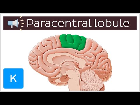 Paracentral lobule | Anatomical Terms Pronunciation by Kenhub