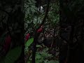 Gps RTK STEC SV1 FIXED di area hutan rimbun. #gpsrtk #stec #stecindonesia #stecsv1 #gnss #gnssrtk