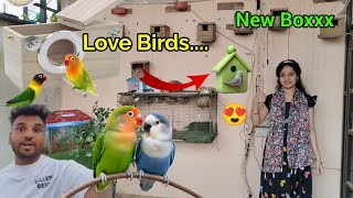 Love birds breeding box agye || love birds colony in minizoo 😍 || Pets vlogs ||
