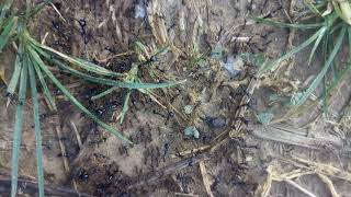 The Name Accra Nkran Was Originated From Nkranii Soldier Ants