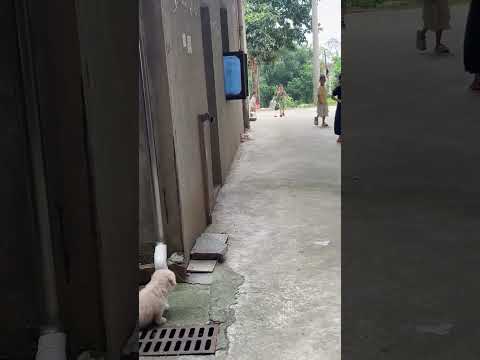 골목안 흉폭한 맹수 흰둥이