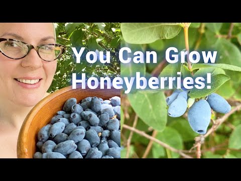 Start Berry Season a Whole MONTH Earlier: All About Honeyberries