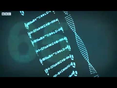BBC Science Why is cancer so common 2 - YouTube