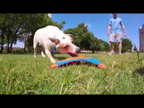Chuckit! Paraflight Dog Toy, this Chuckit! frisbee for dogs is aerodynamically designed