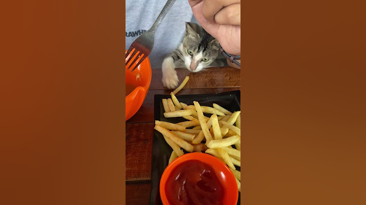 Kitty Cat Fry Tax || ViralHog
