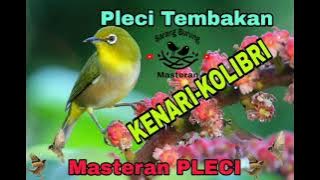 Masteran Pleci Tembakan Kenari-Kolibri Kualitas HD