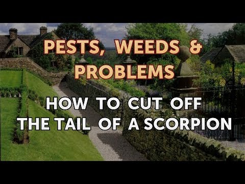 How to Cut Off the Tail of a Scorpion