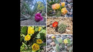 Cactus Garden  Kansas City