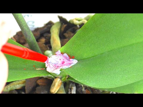 Video: Je Fusarium Inaua Akina Mama: Jinsi ya Kudhibiti Mnyauko wa Chrysanthemum Fusarium