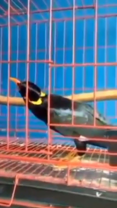 paket #meme #birds #shorts