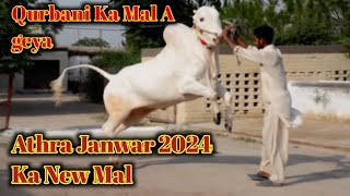 2024 New Update| Qurbani Ka Mal Ana Shoro|Athra Janwar#beautifulbull #cattlefarm #dhanibulls