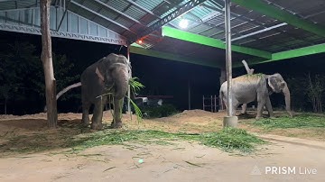 ถังถัง&แม่มูลขอบคุณออเดอร์จากพี่ลูกปู&พี่ปุ้ย🥰พร้อมรีวิวพัสดุครับ❤️