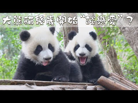 《熊貓我知道》大熊貓幾歲開始“談戀愛”？ | iPanda熊貓頻道