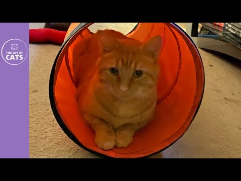 The 7 Best Cat Play Tunnels of 2024