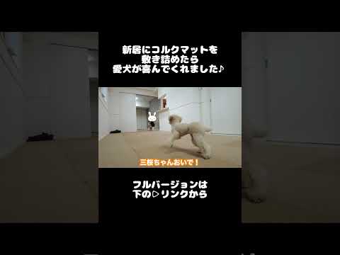 新居にコルクマットを敷き詰めたら愛犬が喜んでくれました♪ #犬 #トイプードル #かわいい #トイプードルの虎太郎三桜 #トイプー多頭飼い #癒し #といぷーどる #こたみお