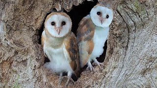 Adorable Barn Owl Pair Bring Up Their Chicks