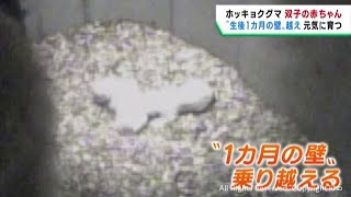 ホッキョクグマの双子の赤ちゃん すくすく育つ 仙台・八木山動物公園