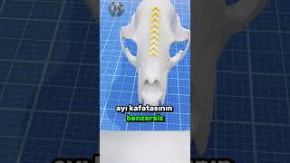 Ayı Kafatası Mermiyi Durdurur Mu?