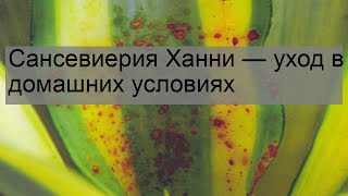 Сансевиерия Ханни — уход в домашних условиях