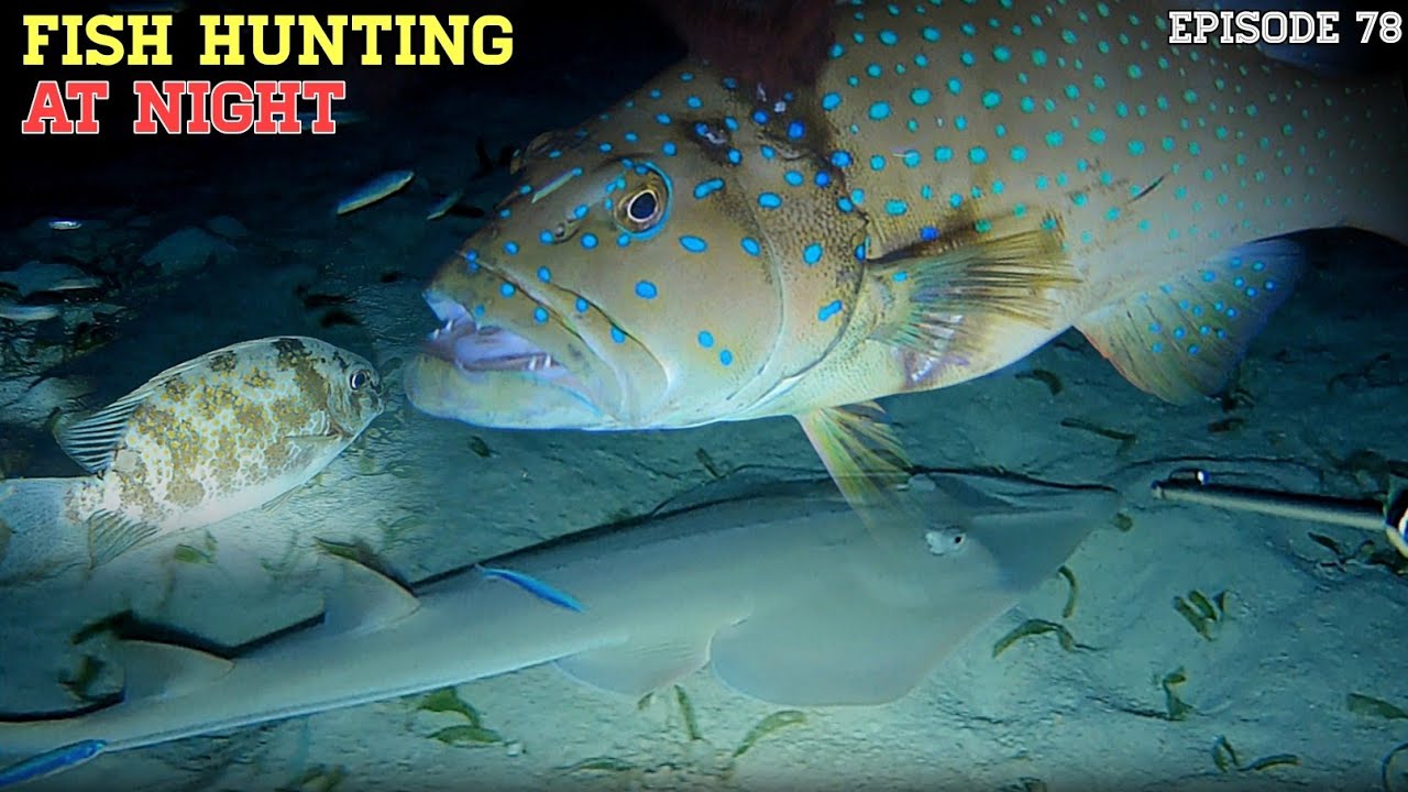 NIGHT SPEARFISHING EPISODE 78 FISH HUNTING AT NIGHT YouTube