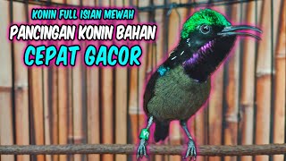 Suara Burung Konin Gacor Ini Ampuh Bikin Kolibri Ninja Lain Ikut Rajin Bunyi