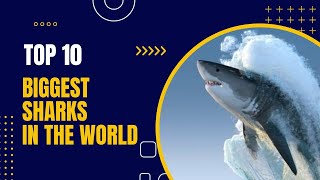 TOP 10 Biggest Sharks In The World