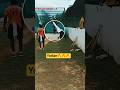 Jasprit Bumrah yorker 🔥🔥#cricket #jaspritbumrahwickets #jaspritbumrah #indiancricketer #shortfeed