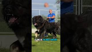 Tibetan Mastiff | Most Intimidating Dog on Earth!  #youtubeshorts #animals #tibetanmastiff #shorts