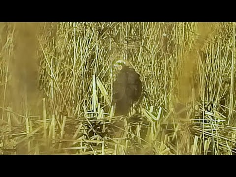 Male and female/immature Marsh Harrier at Willington Wetlands, 20/01/2023
