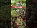 sabji Mandi tahseel road karnailganj vlog #viral #video #youtube #shorts #video #viral #video