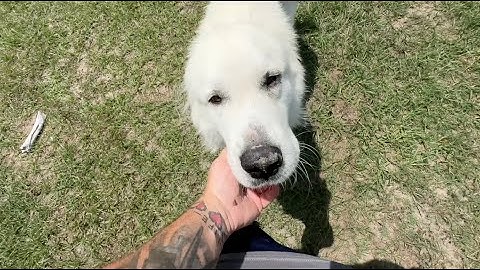 She Said My Dog Was Missing. I Didn’t Want to Believe Her