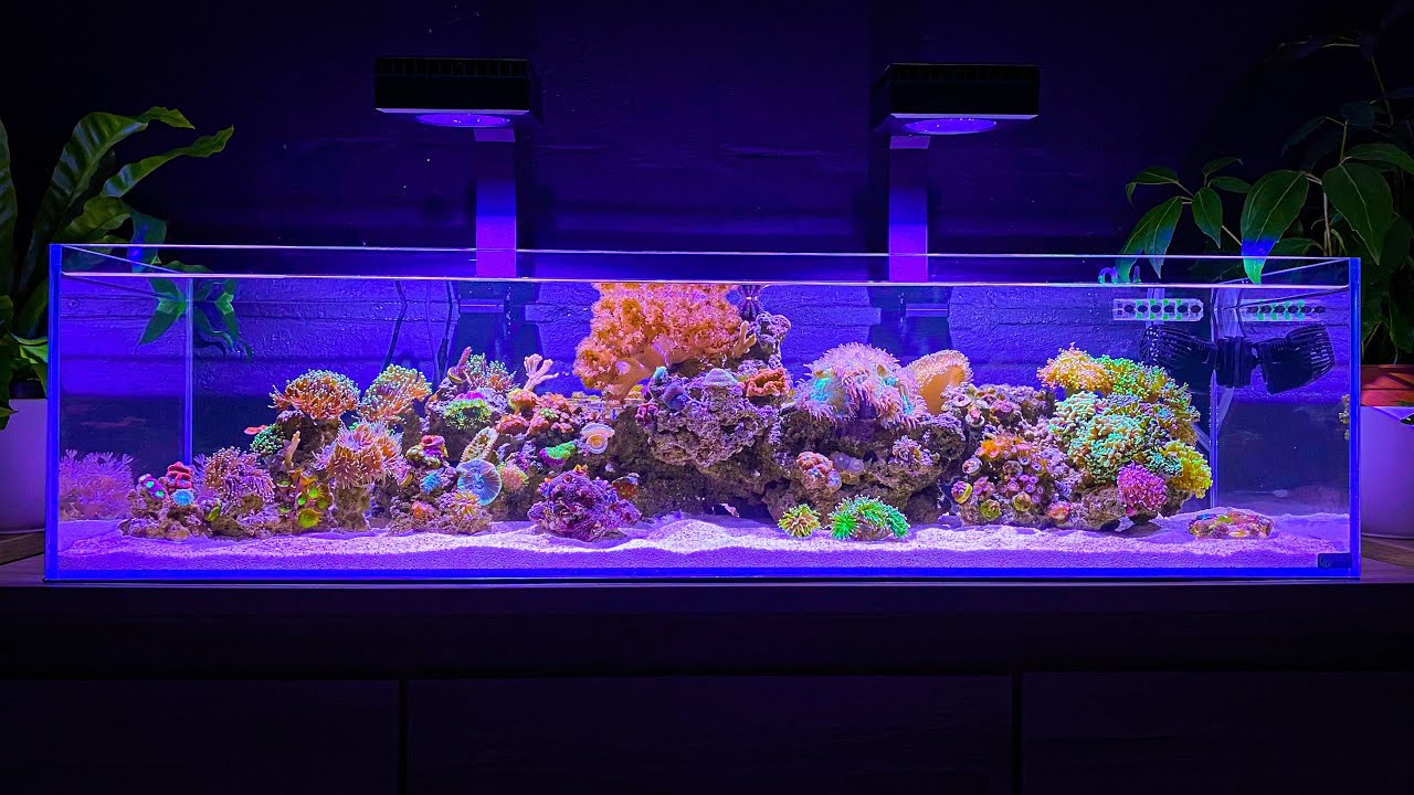 Adding New Fish and Installing Shallow Reef Tank Update - YouTube