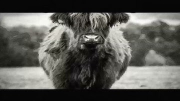 Yacs, but lots  (Music Video)