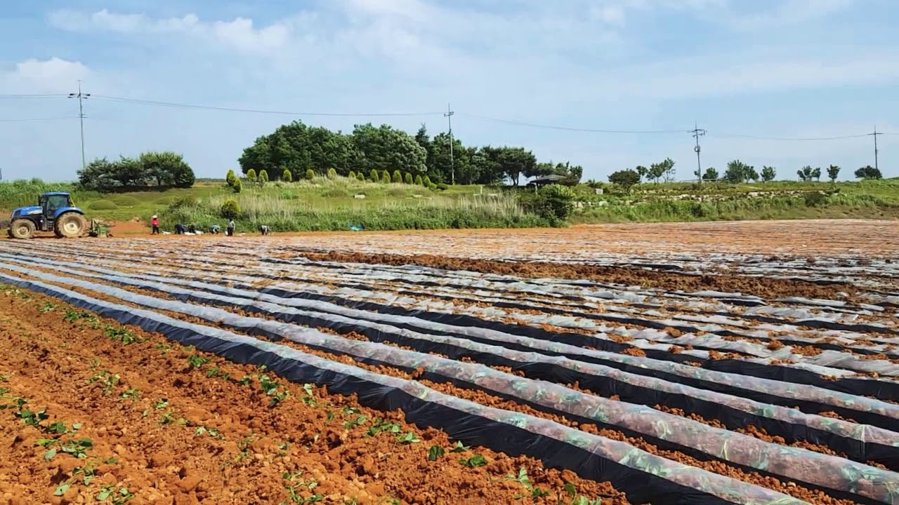Sweet potato implanting in south korea