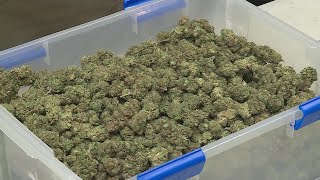 Rockford area has 100 applicants for cannabis dispensary licenses