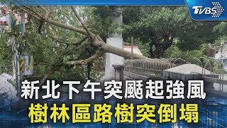新北下午突颳起強風 樹林區路樹突倒塌｜TVBS新聞 @TVBSNEWS02