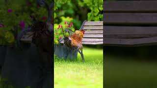 Famous Do you think Rusty is a winner? Wealth