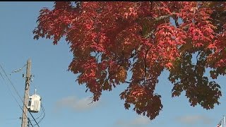 Leaves on road pose threat to drivers pt. 2