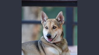 Jazz Notes for Wagging Tails