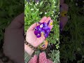 What do edible flowers taste like?