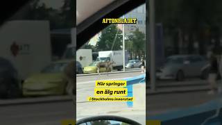 Älg mitt i rusningstrafiken: ”Svinrädd”