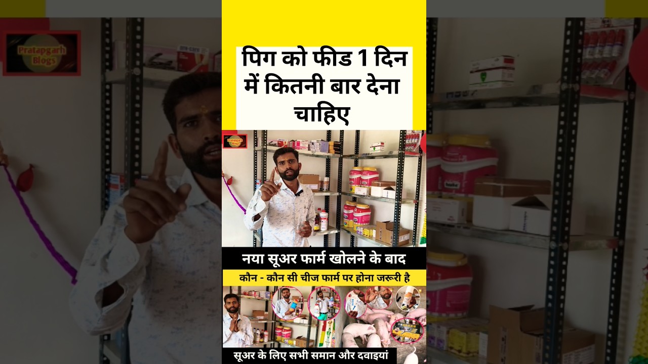 पिग 🐷 को 1 दिन में फीड कितनी बार देना चाहिए 2026 | pig 🐖 ko ek din me kitni baar feed dena #shorts ?
