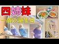 四姉妹・一歳の誕生日!【セキセイインコ】【#41】