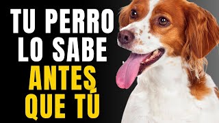 10 COSAS QUE LOS PERROS PREDICEN Y SUS DUEÑOS NO PUEDEN IMAGINAR